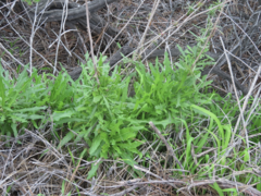 Caulanthus lasiophyllus