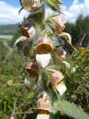 Digitalis lanata