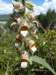Digitalis lanata