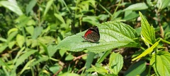 Diaethria clymena