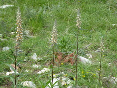 Digitalis lanata