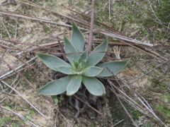 Dudleya lanceolata