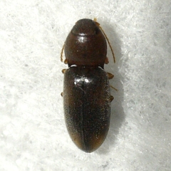 Paradonus