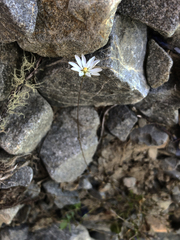 Stellaria gracilenta