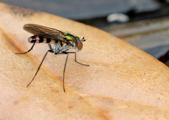 Plagioneurus univittatus
