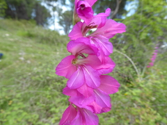 Gladiolus communis