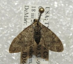 Eupithecia jejunata