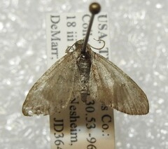 Eupithecia jejunata