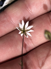 Stellaria gracilenta