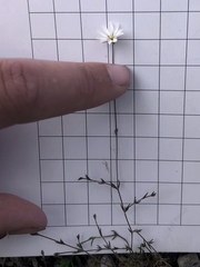 Stellaria gracilenta