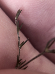 Stellaria gracilenta