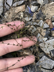 Stellaria gracilenta