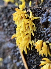 Mucronella flava