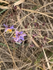 Dianella amoena