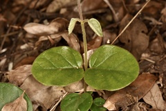 Vincetoxicum hirsutum