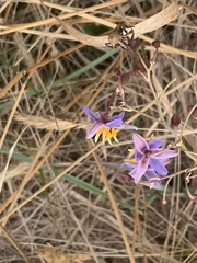 Dianella amoena