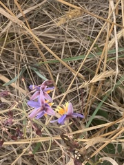 Dianella amoena