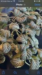 Fittonia