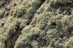 Lecanora phryganitis