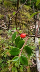 Cotoneaster simonsii
