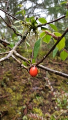 Cotoneaster simonsii