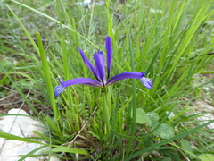 Iris sintenisii