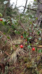 Cotoneaster simonsii