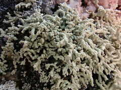 Lecanora phryganitis