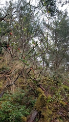 Cotoneaster simonsii