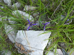 Iris sintenisii