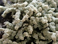 Lecanora phryganitis