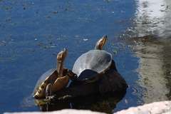 Trachemys ornata