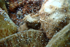 Polydectus cupulifer