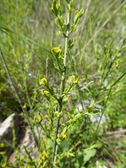 Osyris alba