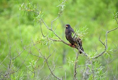 Rostrhamus sociabilis