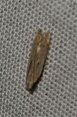 Mesophleps adustipennis