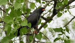 Rostrhamus sociabilis