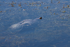 Trachemys ornata