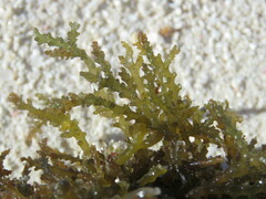 Acanthophora spicifera