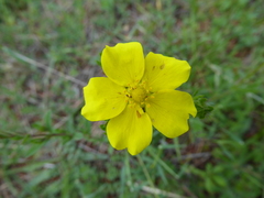 Potentilla inclinata