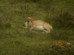 Saiga tatarica