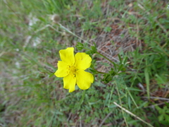 Potentilla inclinata