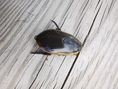 Cybister tripunctatus