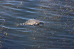Trachemys ornata