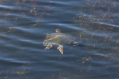 Trachemys ornata
