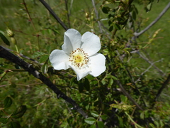 Rosa balsamica