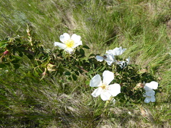 Rosa balsamica
