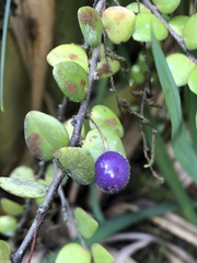 Sphyrospermum buxifolium