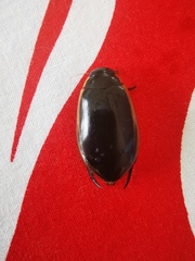 Cybister tripunctatus