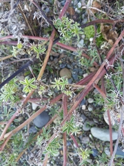 Lupinus arboreus